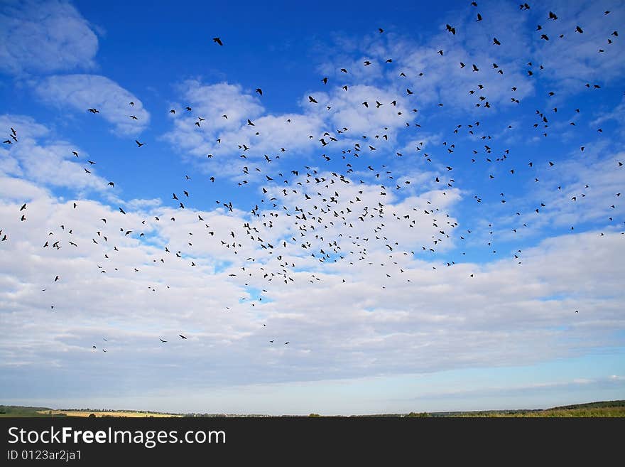 Birds in heavens