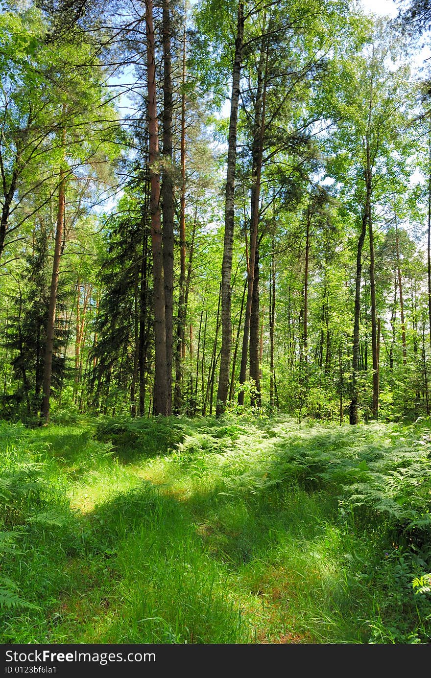 Summer forest