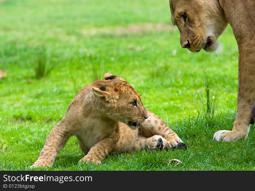 Close-up of a cute lion cub with mother