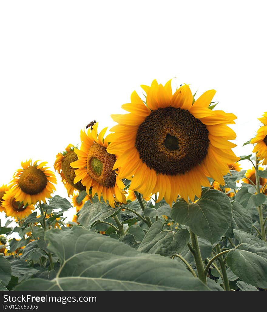 Clouse up of sunflowers