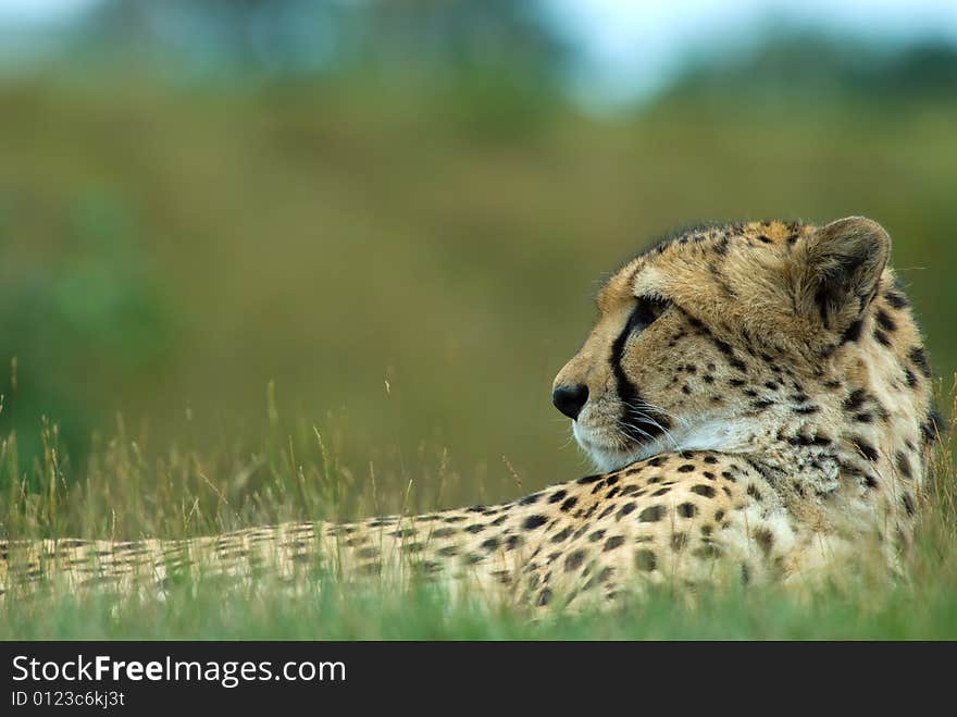 Close-up of a beautiful cheetah (Acinonyx jubatus)