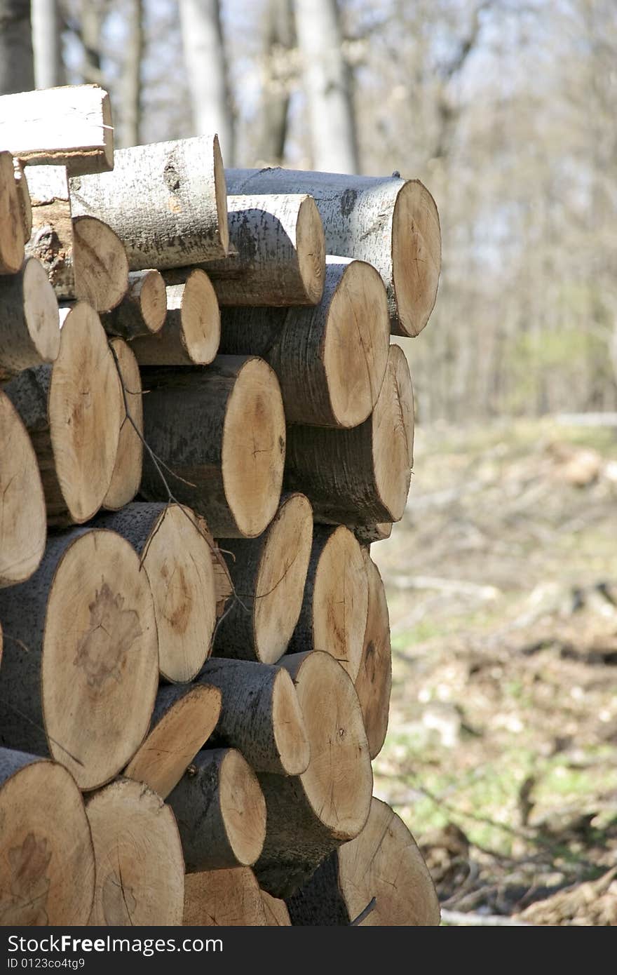 Stack of logs in the forest. Stack of logs in the forest