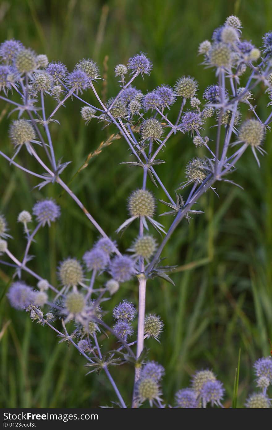 Macro of the eryngium amethystium saphire blue.