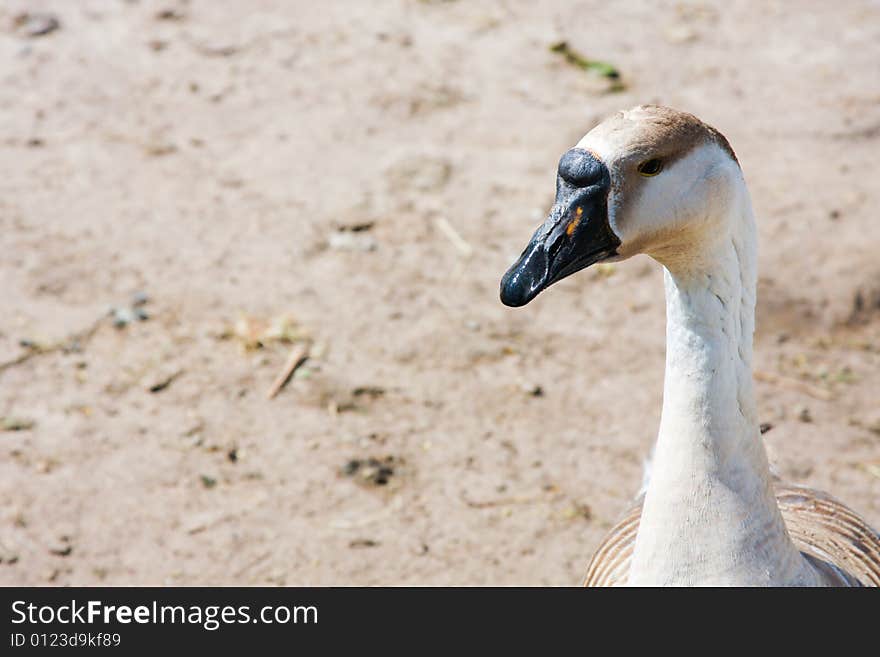 Domestic goose with black bill