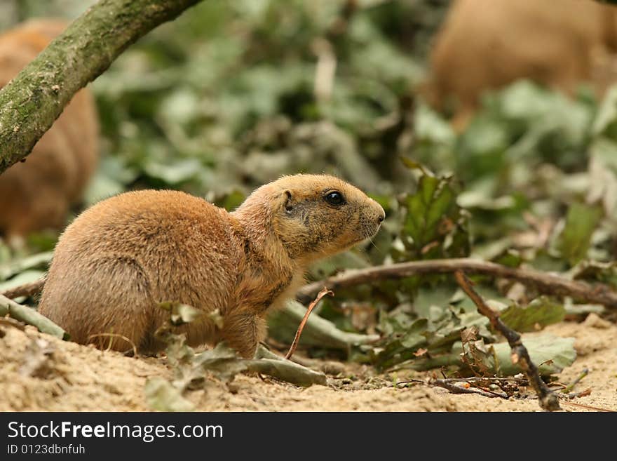 Prairie-dog