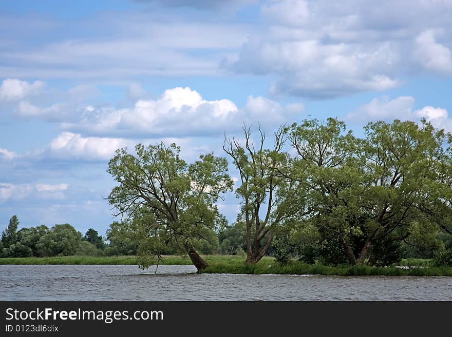 Lonely green tree at the russian river Volga