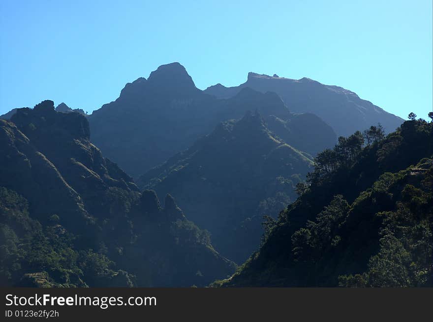 Mountain Forest