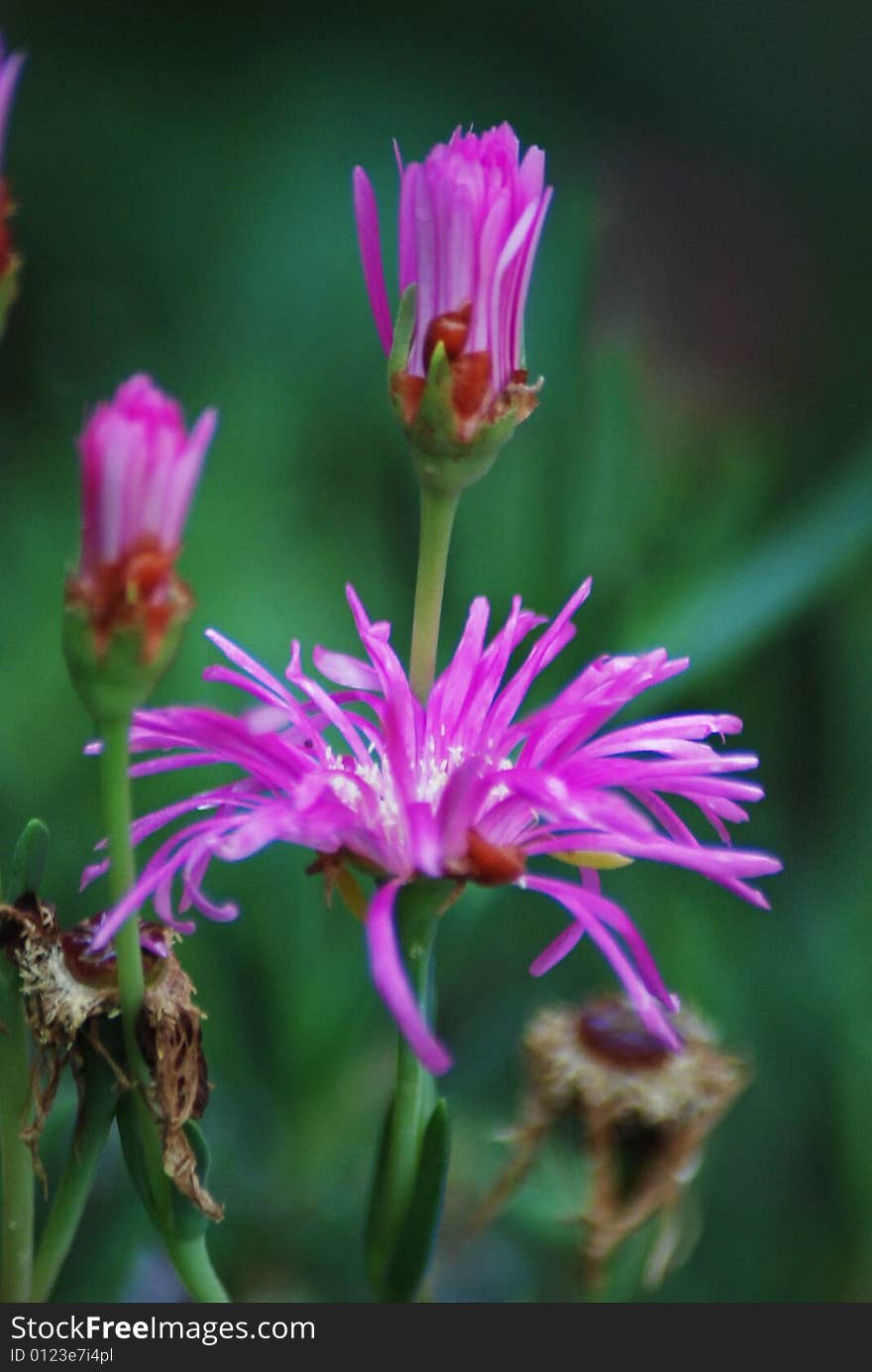 Cactus flower