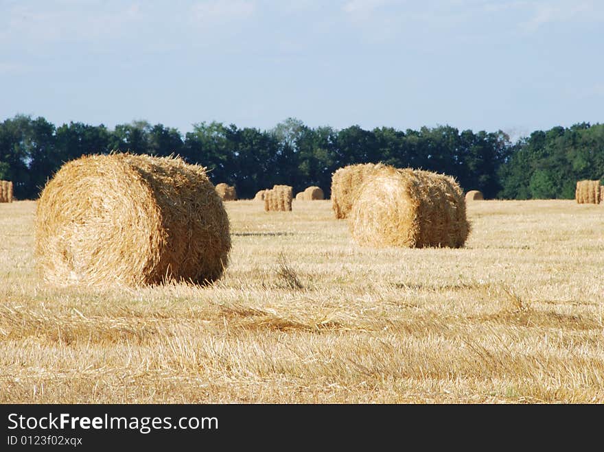 Haycocks Closeup