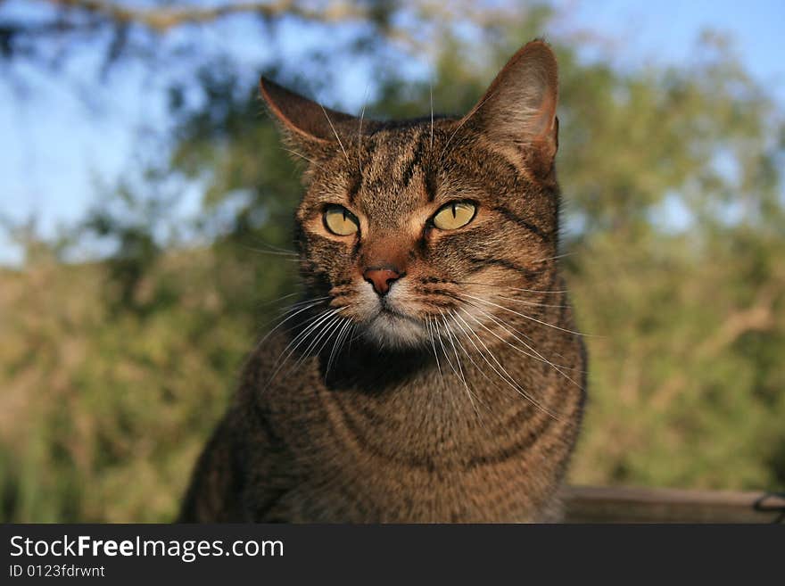 A beautiful farm cat with green eyes looking for food