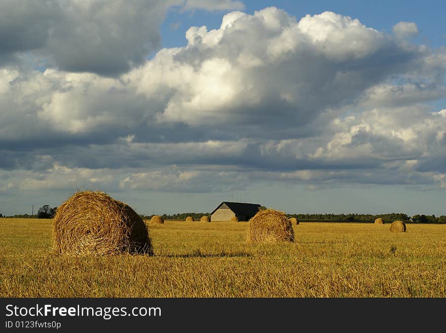 Straw bales in flied of wheat against cloudy blue sky