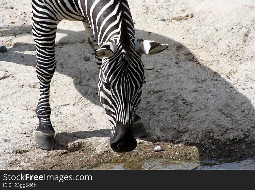 Image of a zebra gwtting a drink