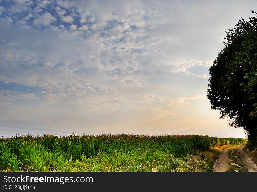 Corn field, road and tree in time sunset