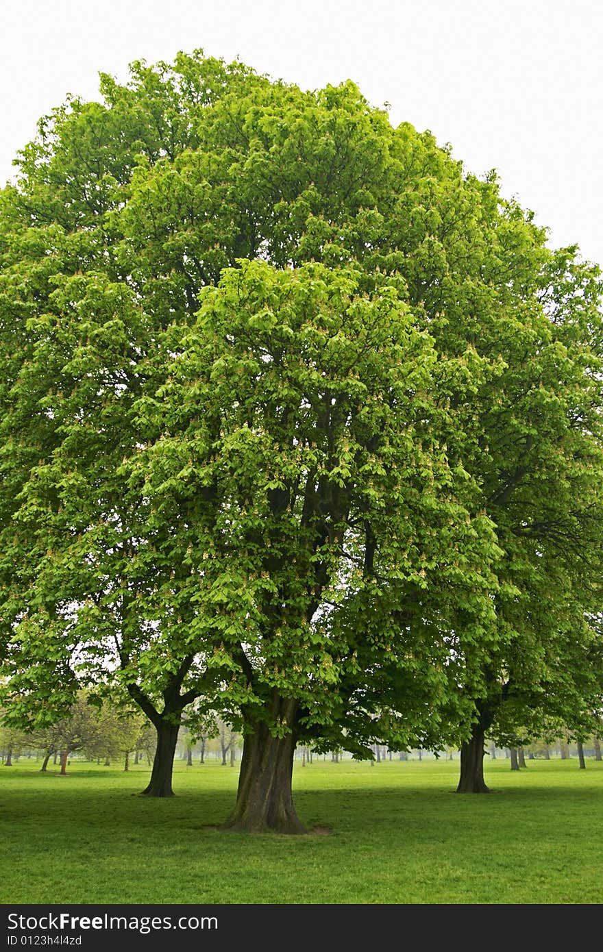 Large trees on a misty morning in England stand out against a green meadow and misty sky. Large trees on a misty morning in England stand out against a green meadow and misty sky.