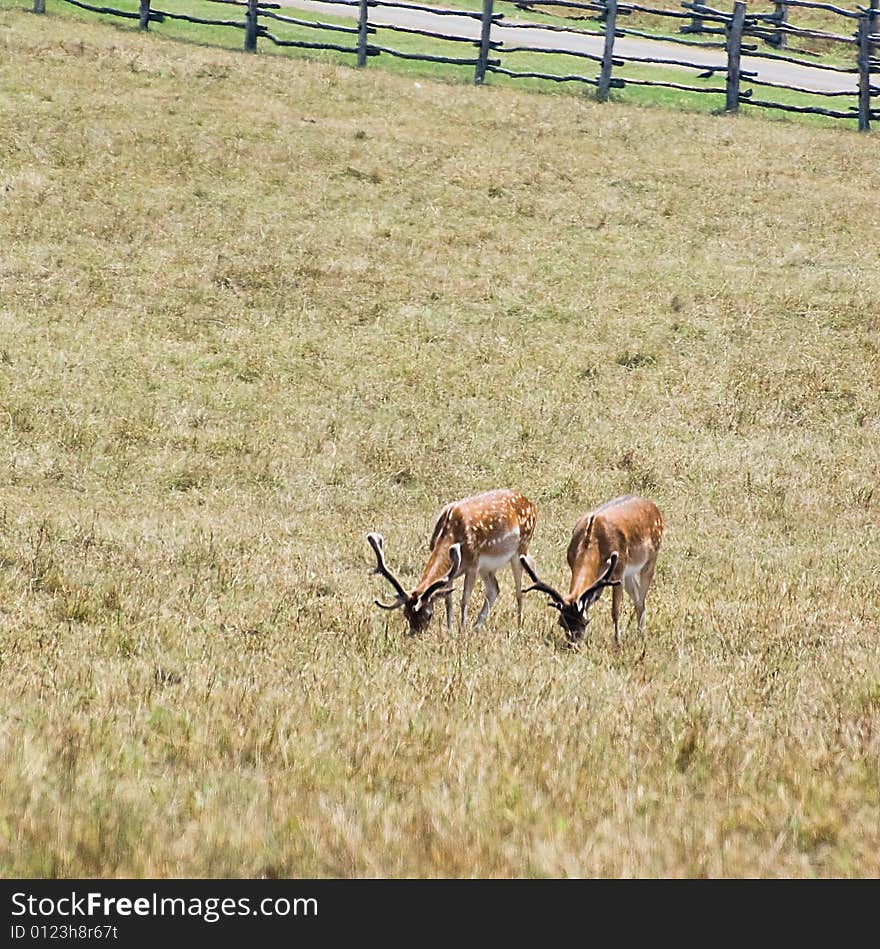 Photo of a couple of deers grazing in the meadow