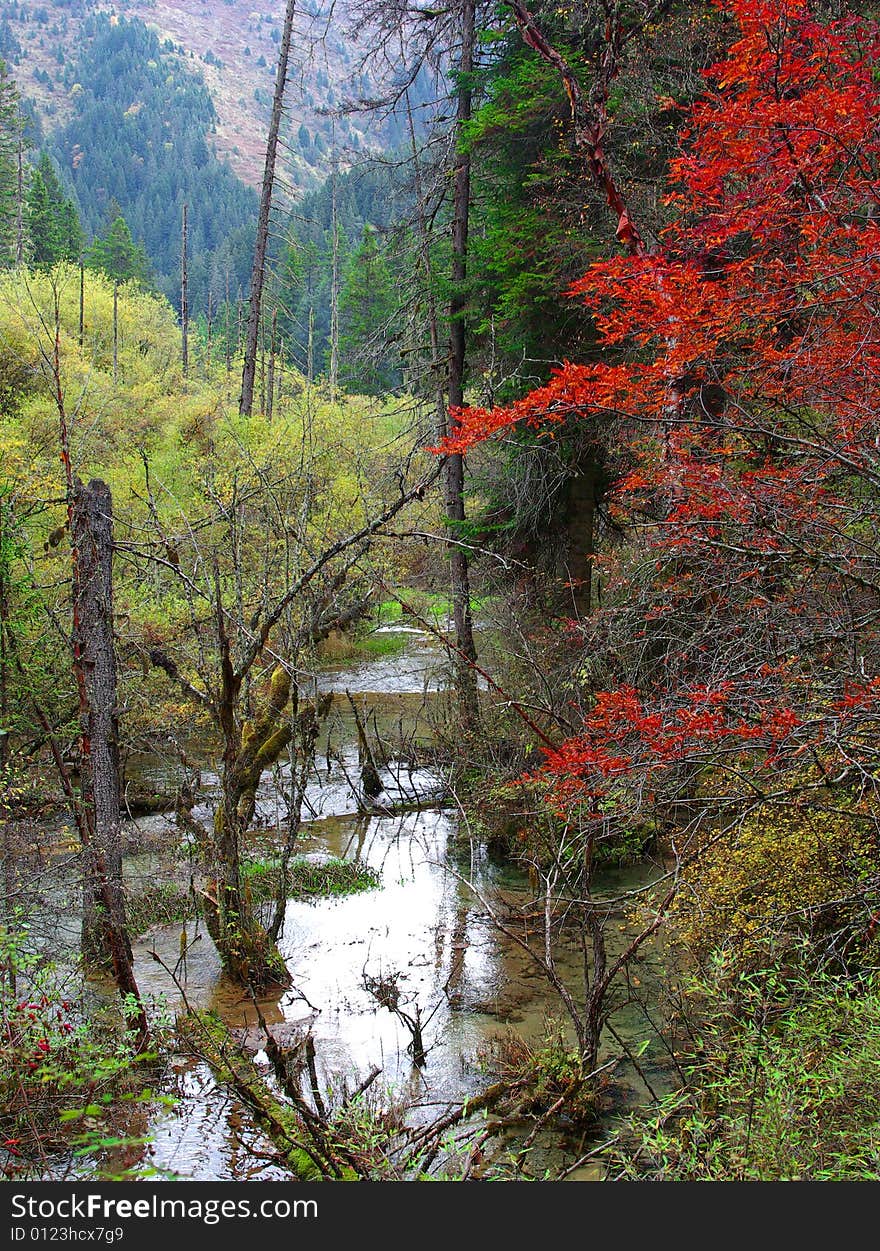 Autumn forest with brook in Jiuzhaigou NP,Sichuan,china