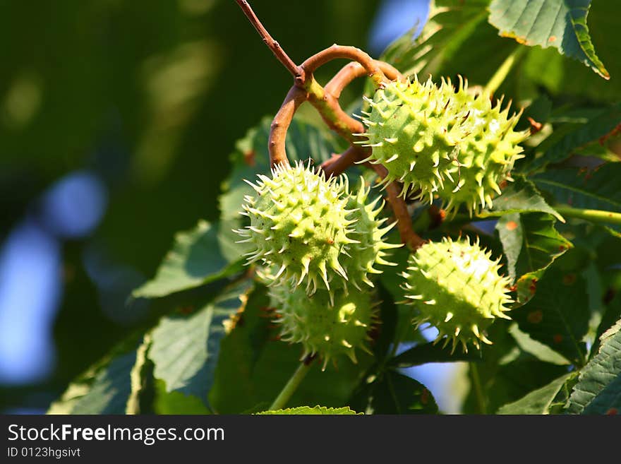 Close up of the green chestnuts