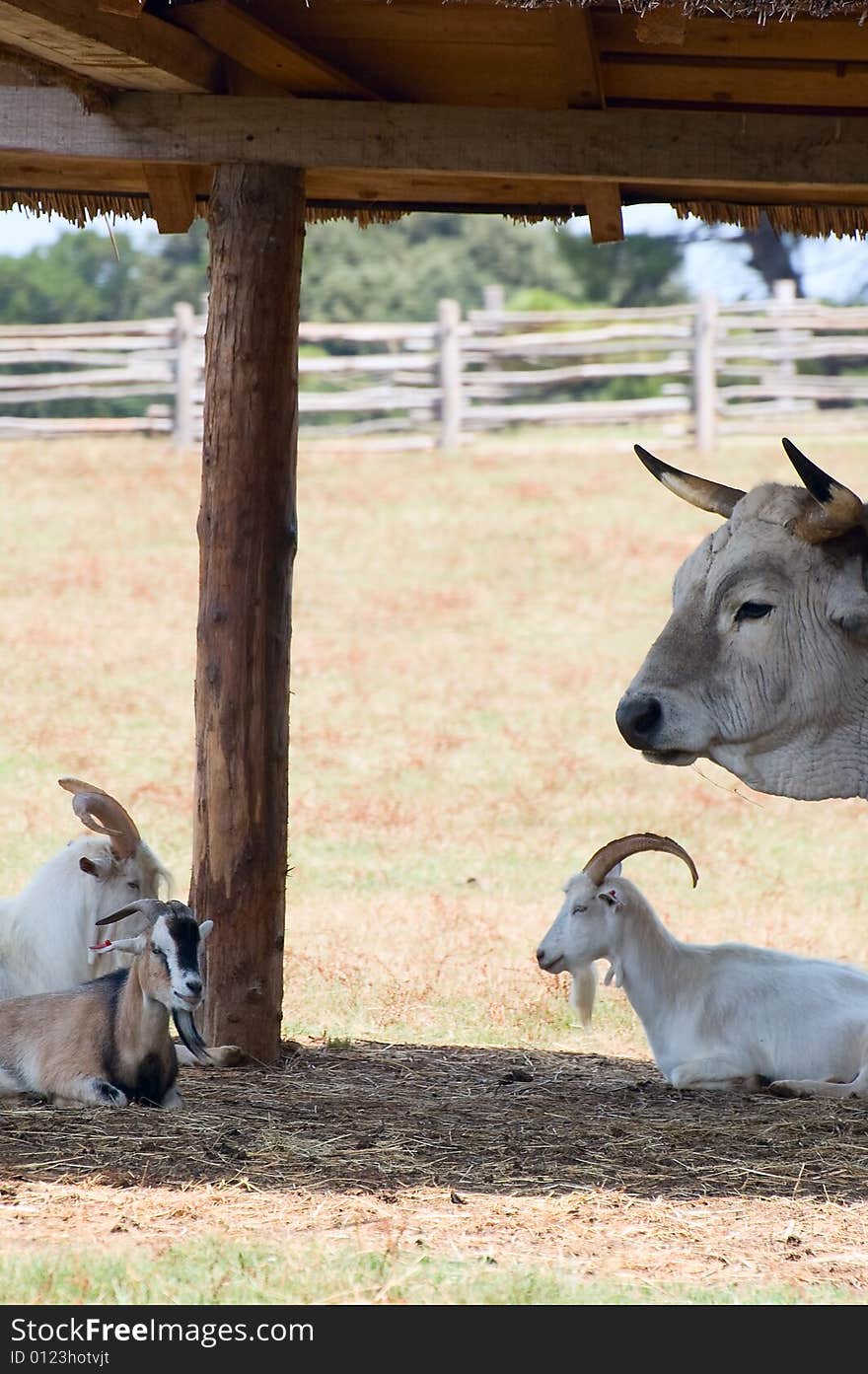 Goats and large bullock rest under the shed. Goats and large bullock rest under the shed