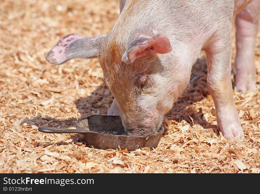 Cute pig eating from a cast iron pan surrounded by shavings