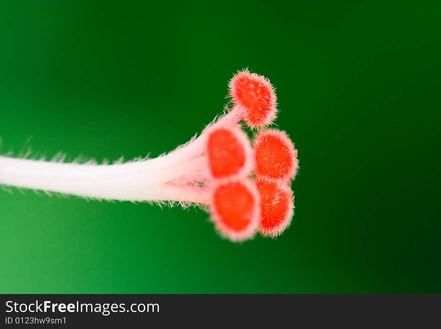 The stamens of Hibiscus, red stamens looks good.