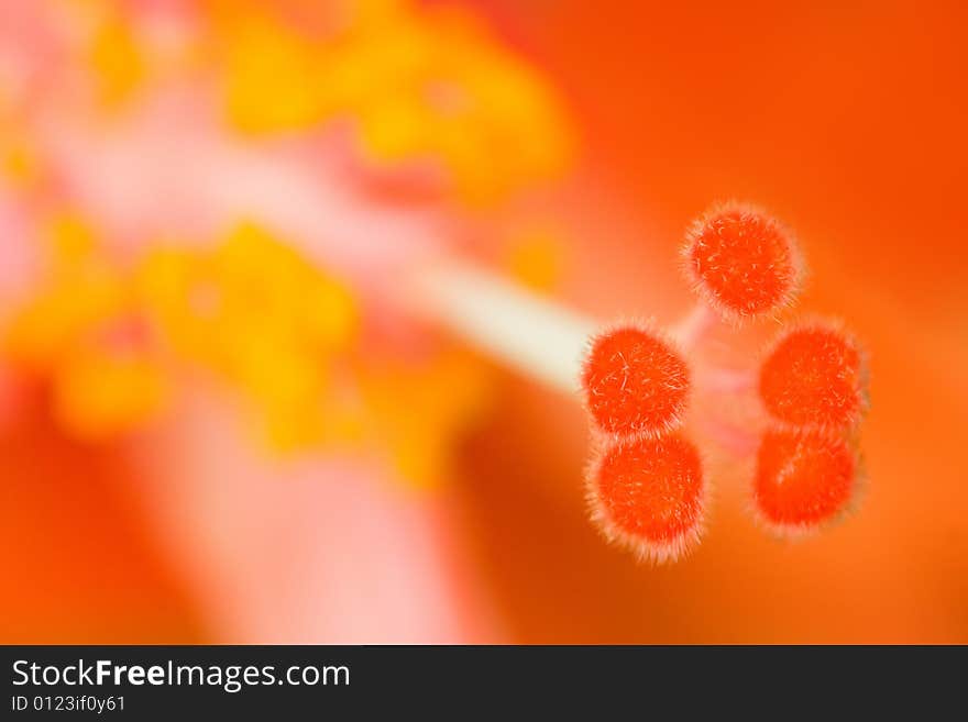 The stamens and pistils of Hibiscus, red stamens and yellow pistils.