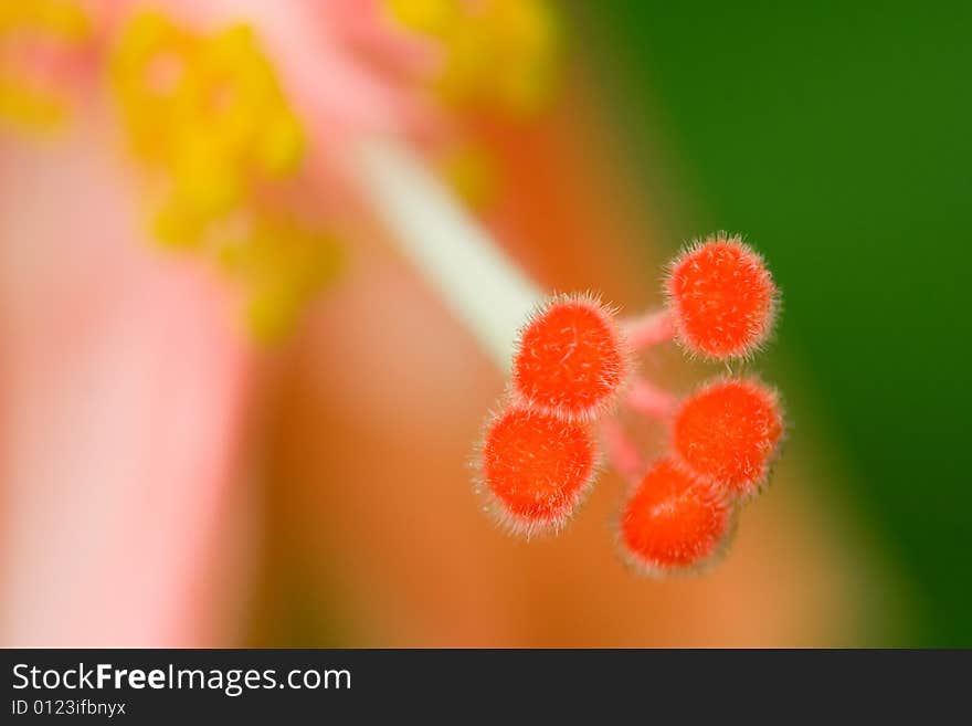 The stamens and pistils of Hibiscus, red stamens and yellow pistils.