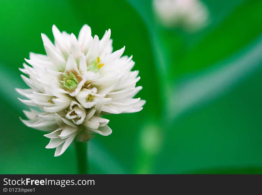 White Flower