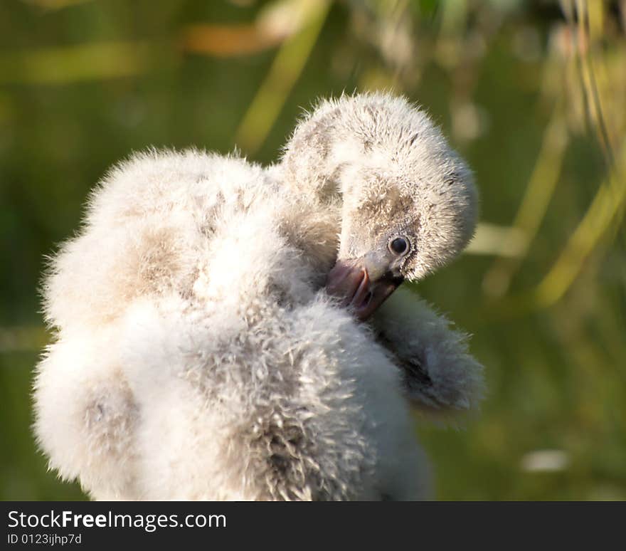 Flamingo baby