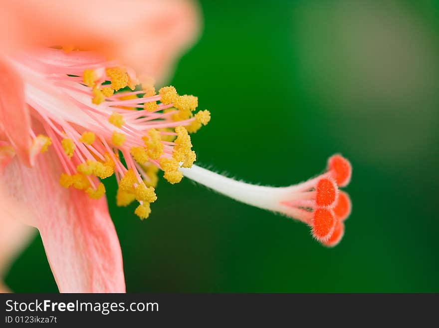 The stamens and pistils of Hibiscus, red stamens and yellow pistils.