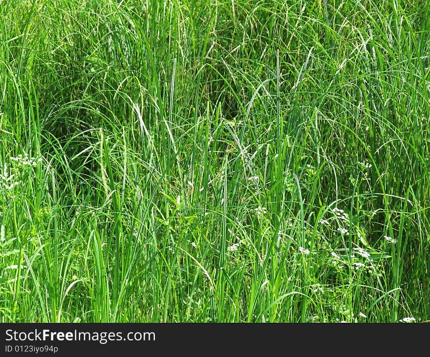 Green plants