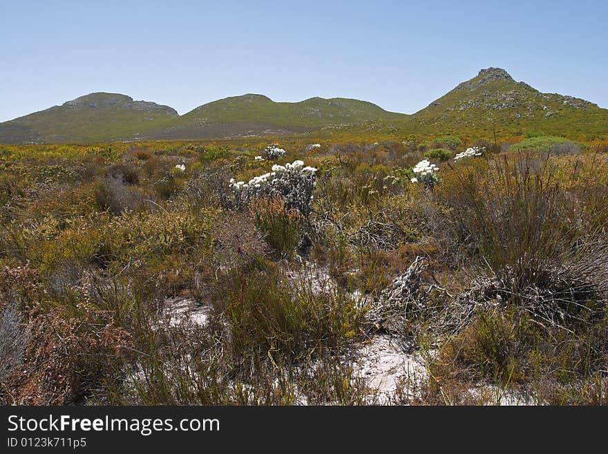 Scrubby fynbos growing in sandy soil with helichrysum flowers. Scrubby fynbos growing in sandy soil with helichrysum flowers.