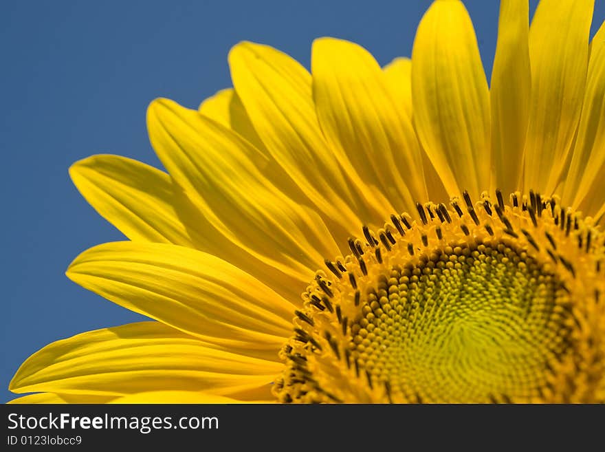 Summer around - young sunflower and pure blue sky. Summer around - young sunflower and pure blue sky