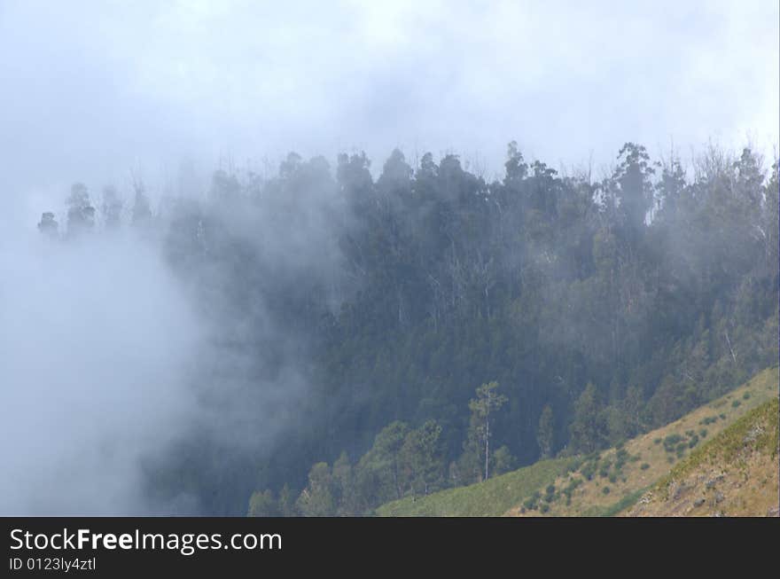 Forest covered by fog