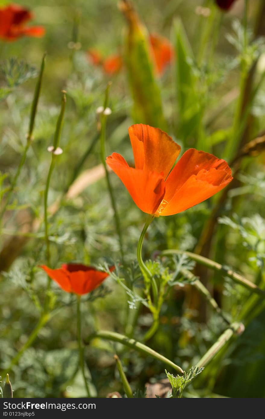 Red flowers in summer garden. Red flowers in summer garden