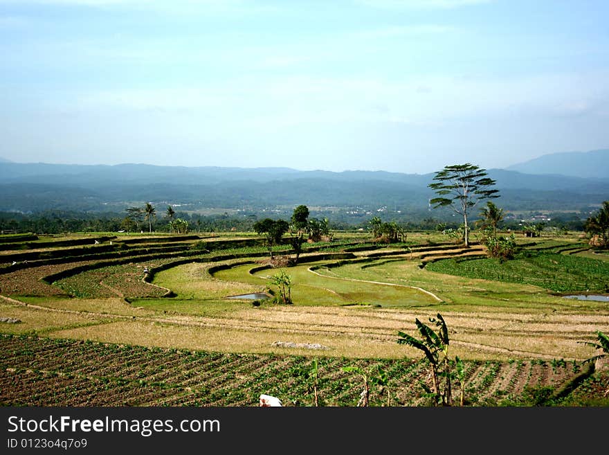 Rice feld in java. very beautifull view of my town temanggung. rice fields in mountainous area in java use the terrace system to prevent erosion. Rice feld in java. very beautifull view of my town temanggung. rice fields in mountainous area in java use the terrace system to prevent erosion.