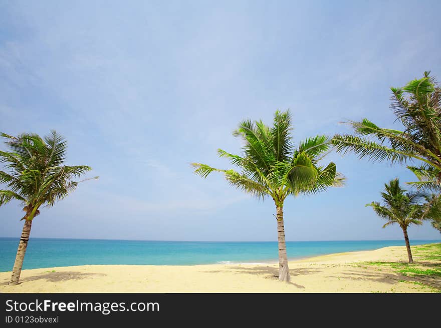 View of nice tropical empty sandy beach with some palm. View of nice tropical empty sandy beach with some palm