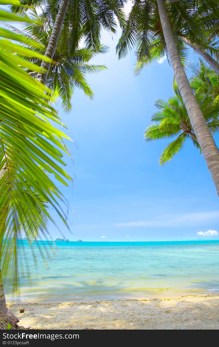 View of nice tropical empty sandy beach with some palm. View of nice tropical empty sandy beach with some palm