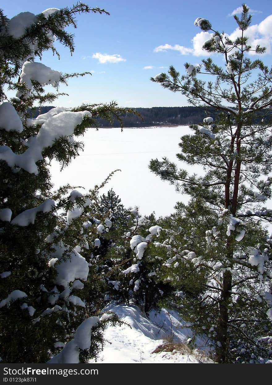 Through Trees