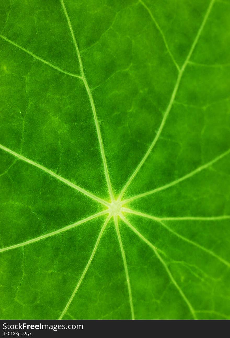 Green leaf texture (shallow DoF)