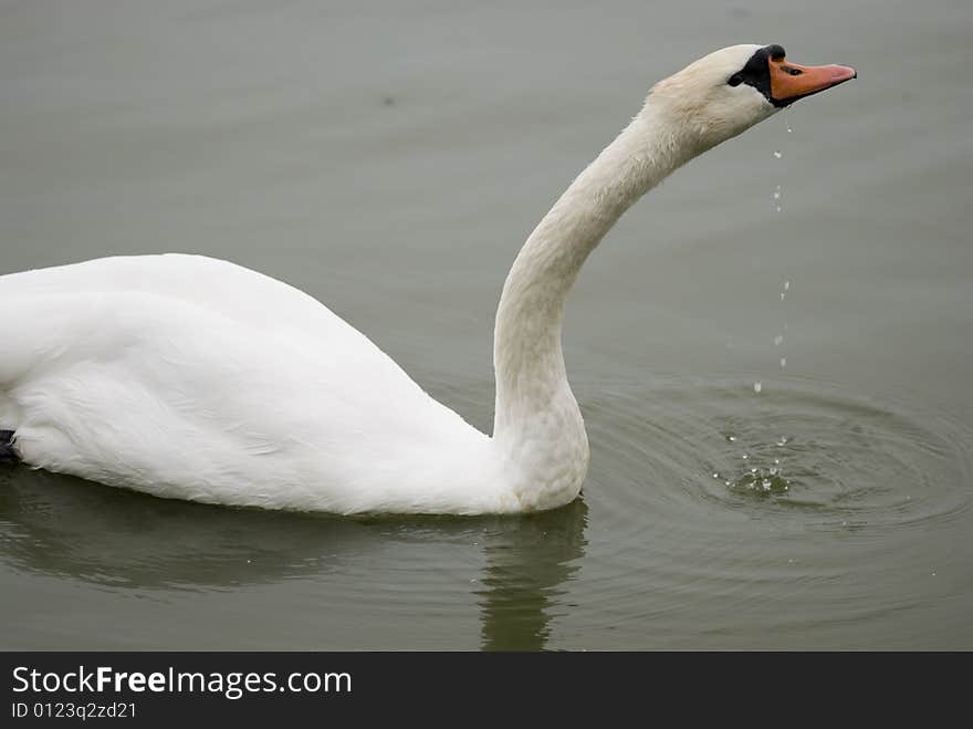 Swan