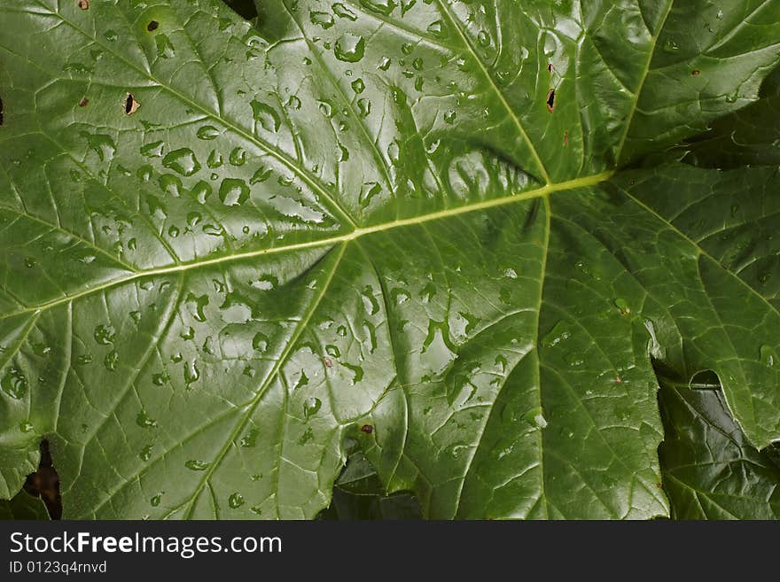 A large dark green leaf with raindrops. A large dark green leaf with raindrops