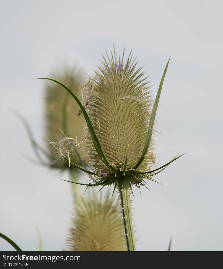 Dipsacus fullonum flower in summer