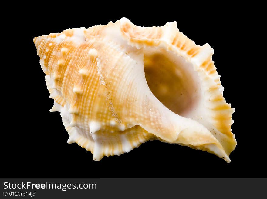 Detail of a conch on the black background