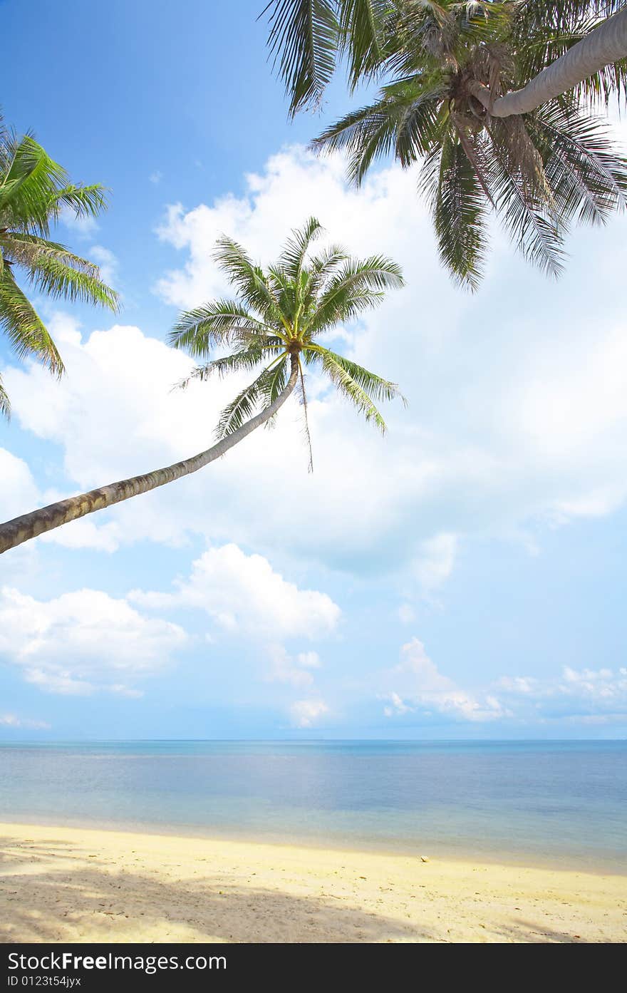 View of nice tropical empty sandy beach with some palm. View of nice tropical empty sandy beach with some palm