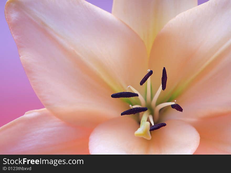 Close up view of nice fresh Madonna lily flower. Close up view of nice fresh Madonna lily flower