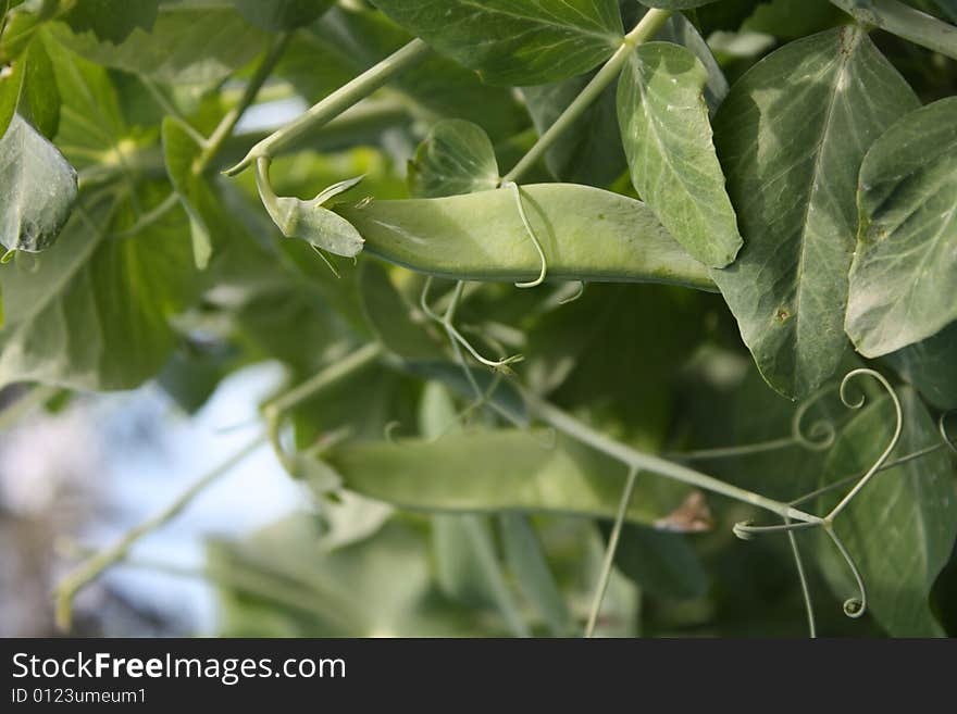 New peas growing from a pea plant.