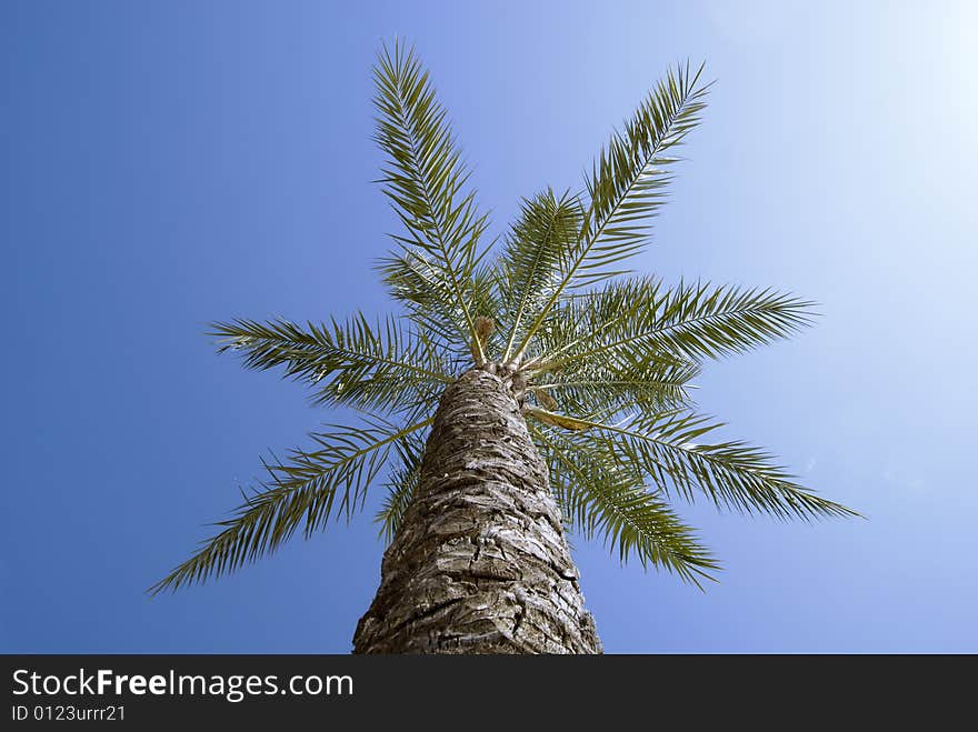 Palm tree reaching for a beautiful warm blue sky