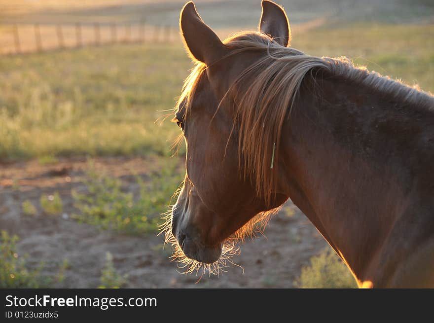 Young colt on a warm Colorado morning looking longingly into the sunrise. . Young colt on a warm Colorado morning looking longingly into the sunrise.