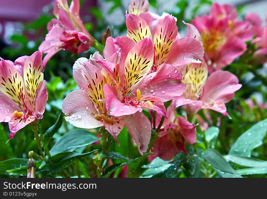 Pink yellow and black lilly flowers covered with water after rain storm. Pink yellow and black lilly flowers covered with water after rain storm