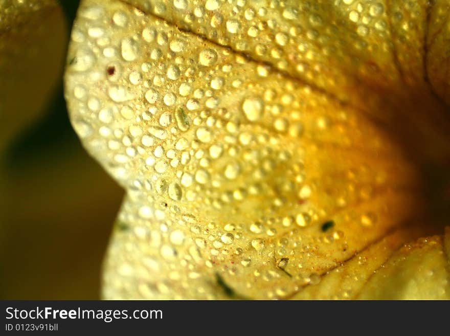 A yellow flower covered in dew with color enhancement.